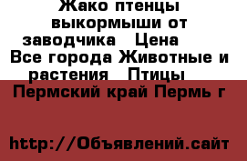 Жако птенцы выкормыши от заводчика › Цена ­ 1 - Все города Животные и растения » Птицы   . Пермский край,Пермь г.